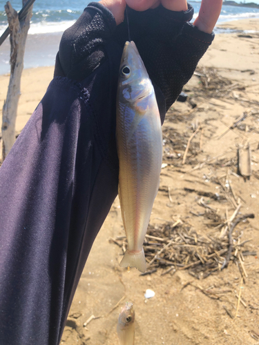 キスの釣果