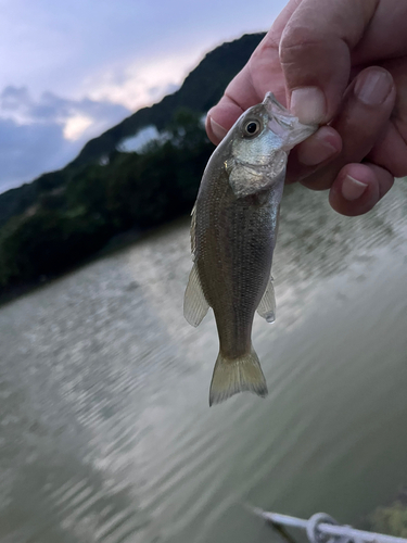 ラージマウスバスの釣果