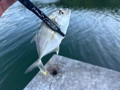 シマアジの釣果