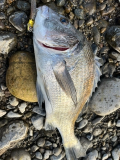 チヌの釣果