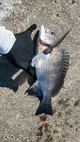 クロダイの釣果