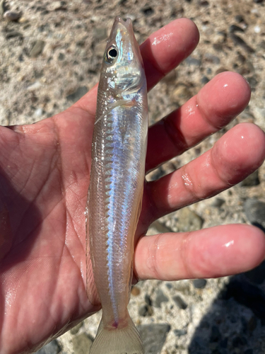 キスの釣果