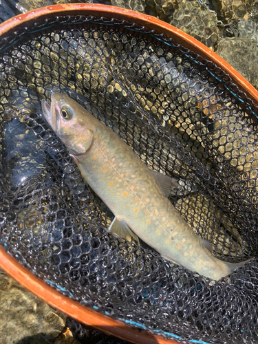 イワナの釣果