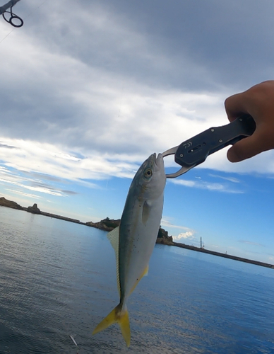 ツバスの釣果