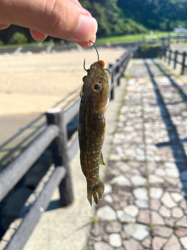 チチブの釣果