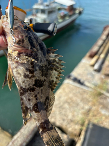 カサゴの釣果