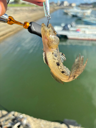 ハゼの釣果