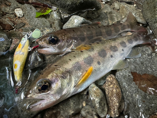 ヤマメの釣果