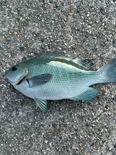 グレの釣果