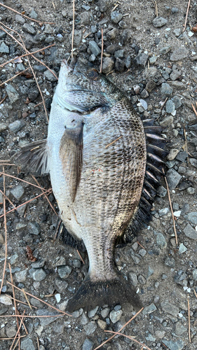 クロダイの釣果