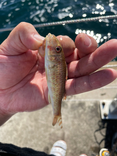 ヒメジの釣果