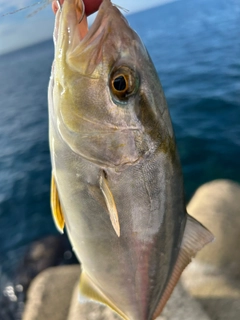 シオの釣果