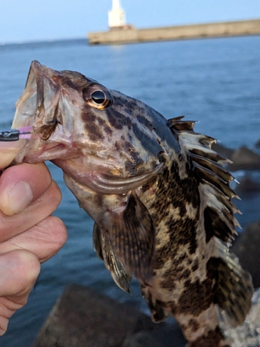 タケノコメバルの釣果