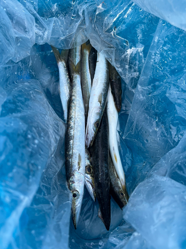 カマスの釣果