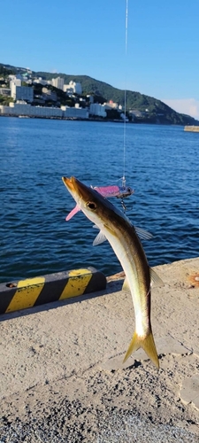 カマスの釣果