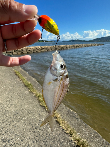 ヒイラギの釣果