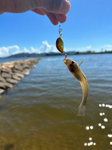 マハゼの釣果