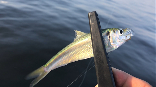 サッパの釣果