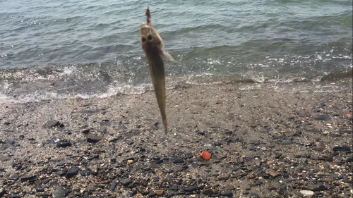 マハゼの釣果