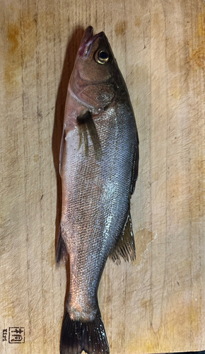 セイゴ（マルスズキ）の釣果