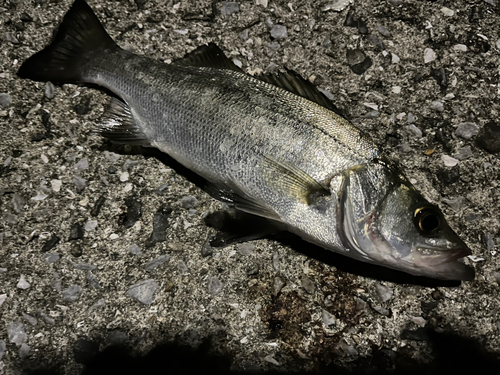 ヒラスズキの釣果