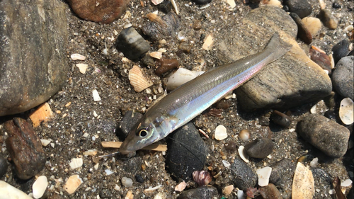 シロギスの釣果