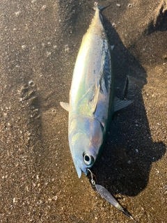 ソウダガツオの釣果