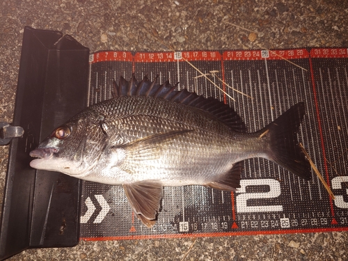 クロダイの釣果