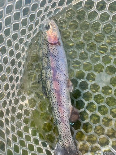 ニジマスの釣果