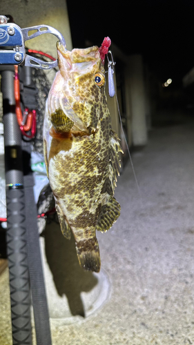 タケノコメバルの釣果