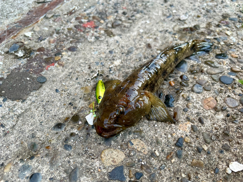 ウロハゼの釣果