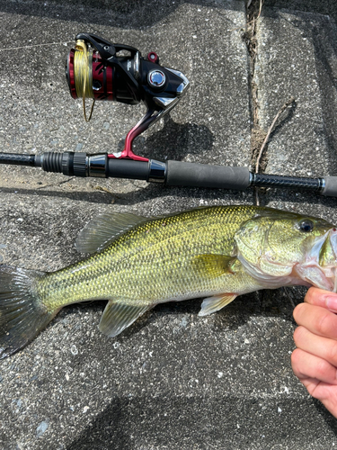 ブラックバスの釣果