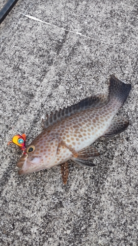 オオモンハタの釣果