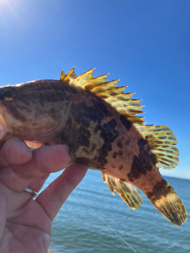 タケノコメバルの釣果