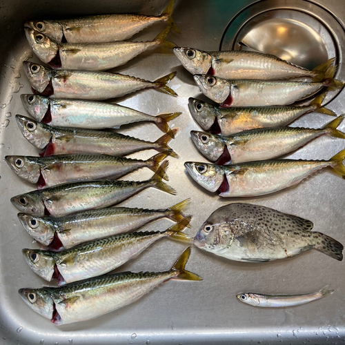 サバの釣果