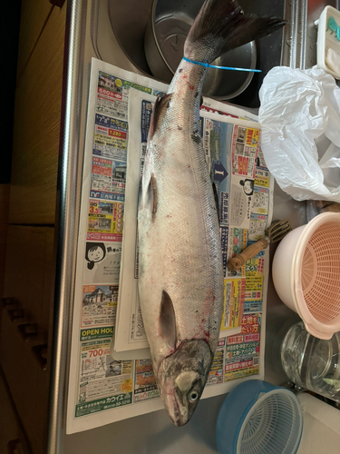 サケの釣果