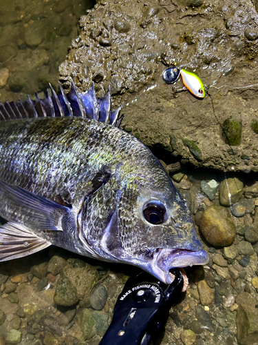 クロダイの釣果