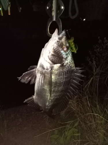 クロダイの釣果