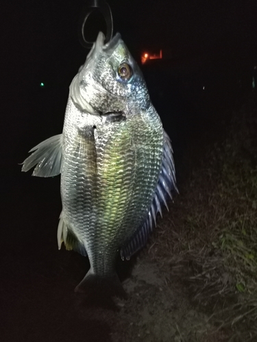 キビレの釣果