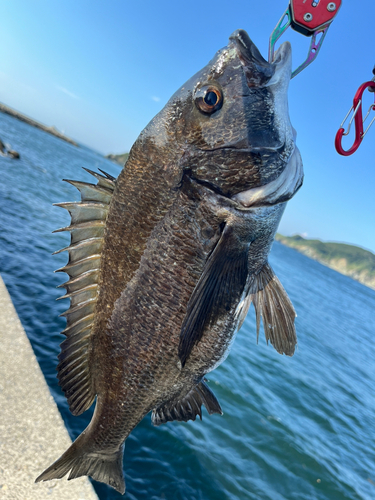 クロダイの釣果