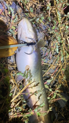 マナマズの釣果