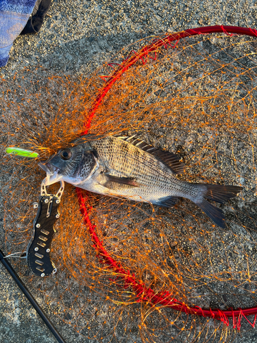 クロダイの釣果