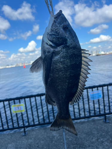 クロダイの釣果