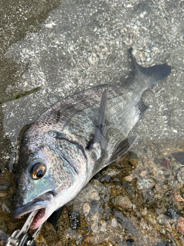 クロダイの釣果