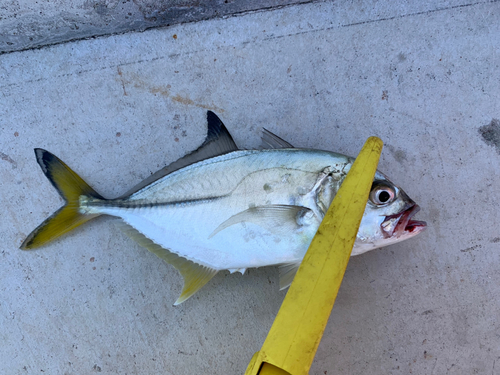 メッキの釣果