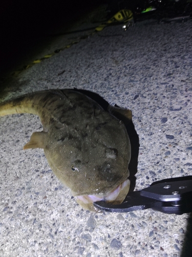 マゴチの釣果