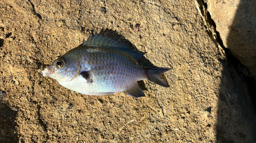 スズメダイの釣果