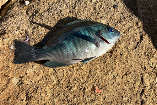 メジナの釣果