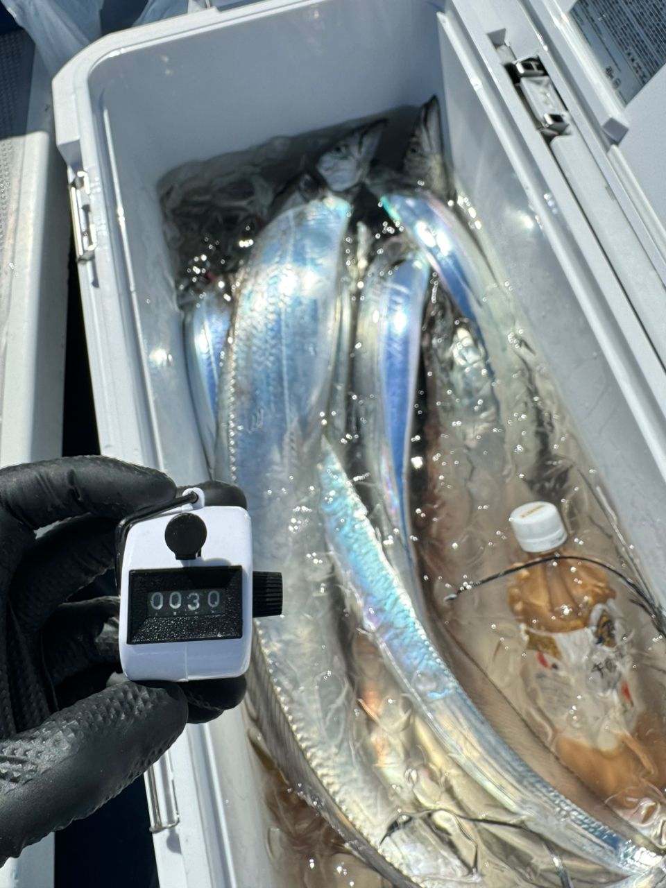 shizuシズさんの釣果 1枚目の画像