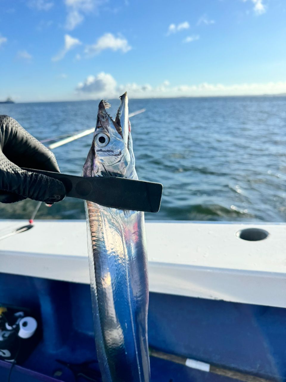 shizuシズさんの釣果 2枚目の画像